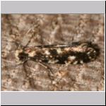 Nemapogon sp - Motte 01a 7 mm.jpg